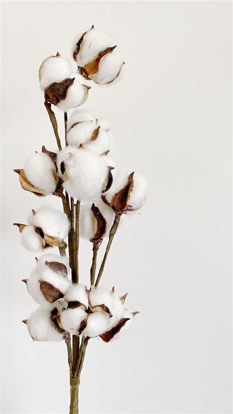 faux cotton stems|real cotton stems.